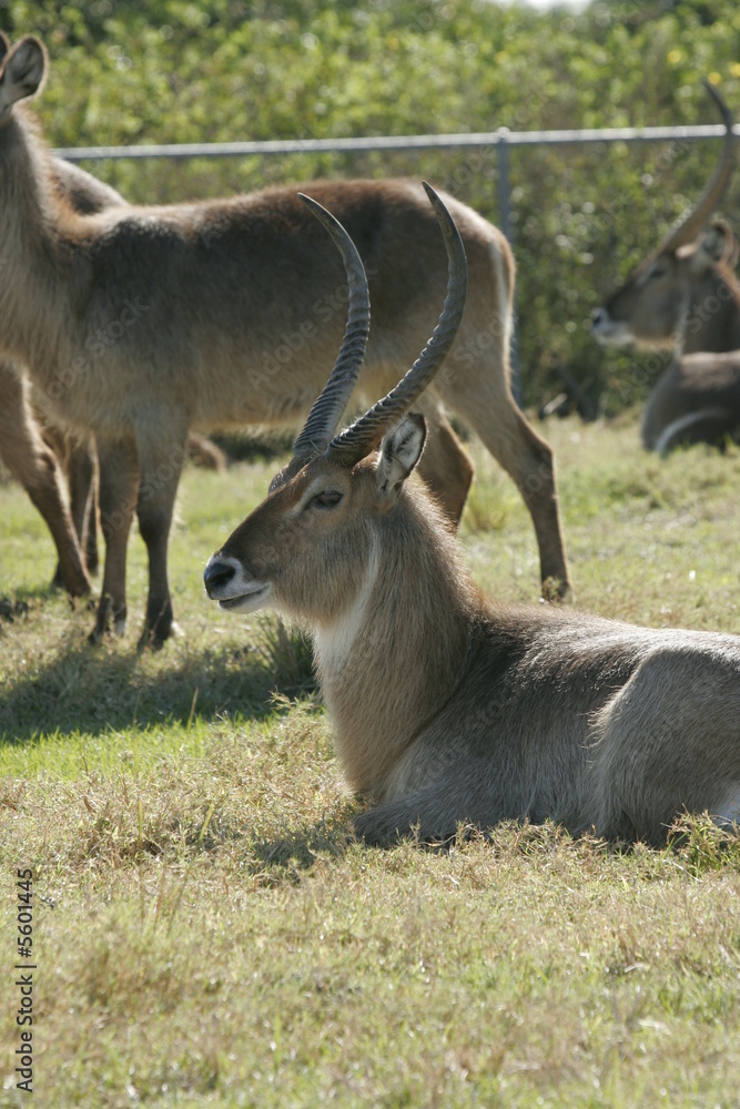 ANTILOPE REALXING ANTILOPE REALXING