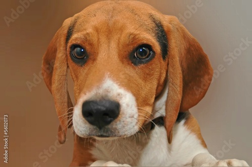 Beagle on Brown photo