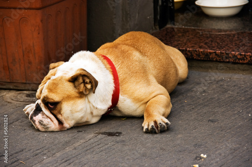 Serious Bulldog