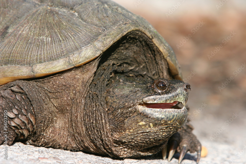 Obraz premium ADULT TURTLE CLOSEUP