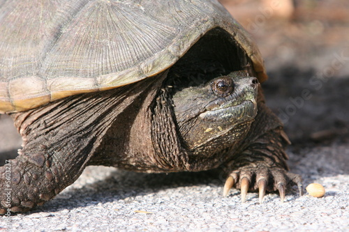 SNAPPING TURTLE ADULT