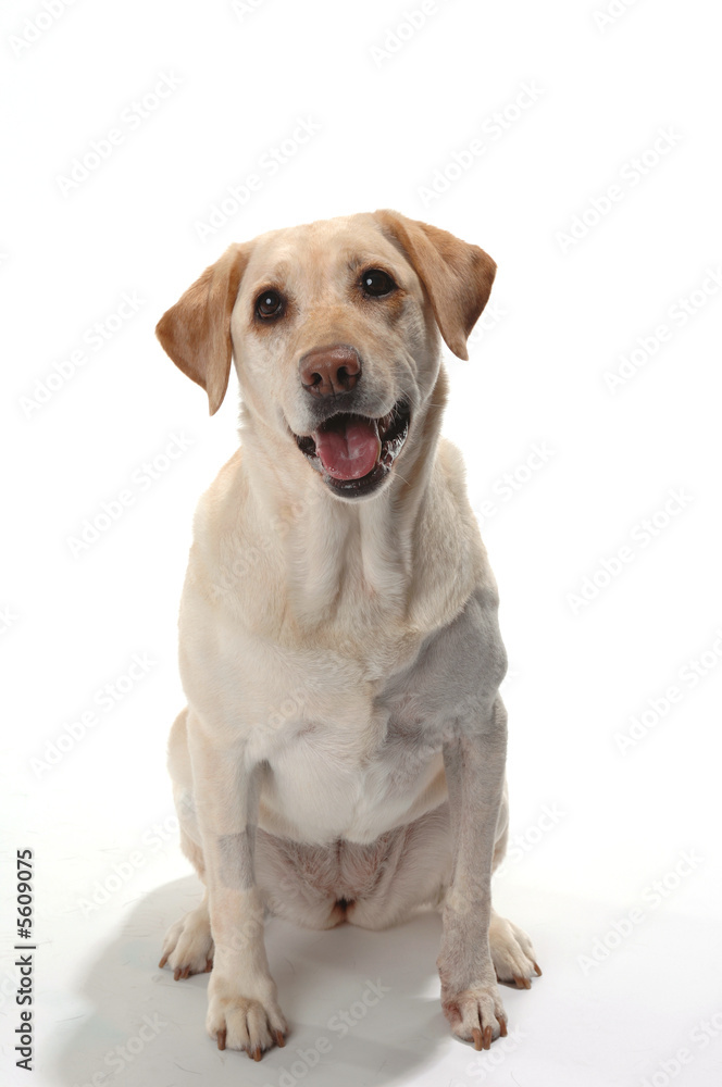 Yellow lab sitting and smiling 