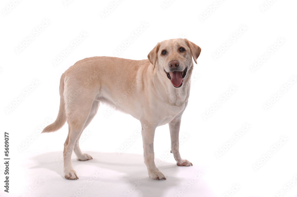 Yellow labrador retriever