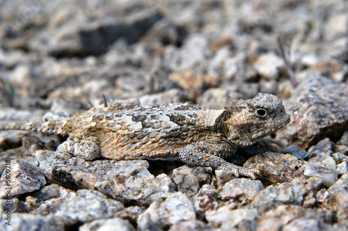 short-horned lizard profile on gravel