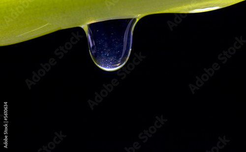 Drop on a plant on  black background