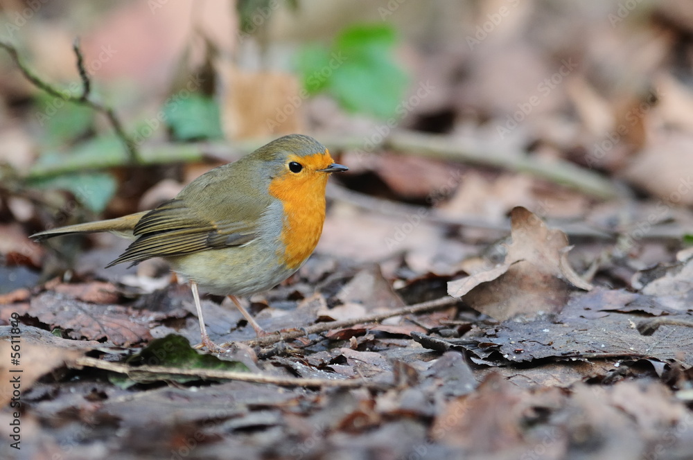rouge gorge Erithacus rubecula rouge gorge Erithacus rubecula
