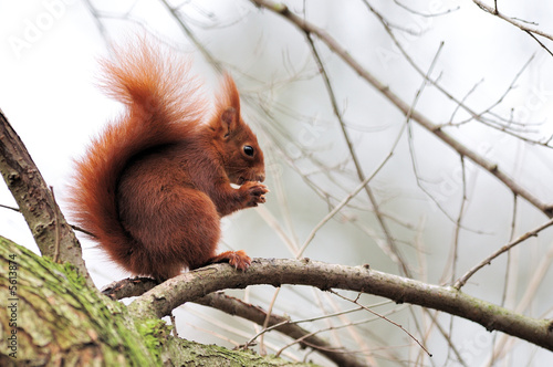 Red squirrel écureuil roux
