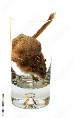 drink with... gerbil