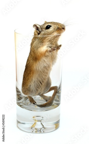 drink with... gerbil