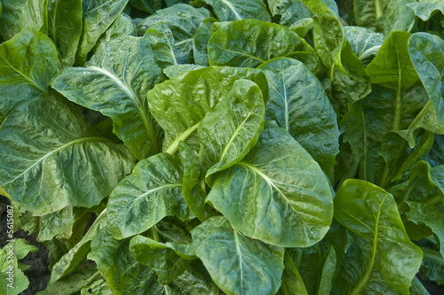 Fresh market Spinach