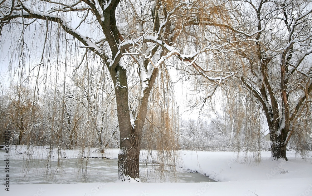 Winter Landscape