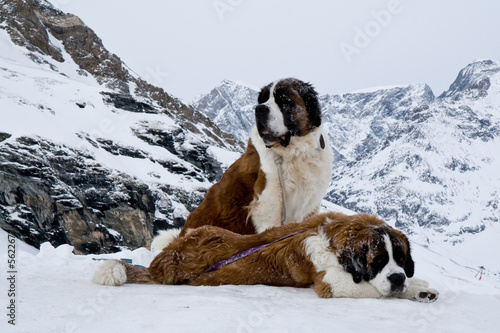 Tableau sur toile St. Bernardine Dogs, Swiss Alps