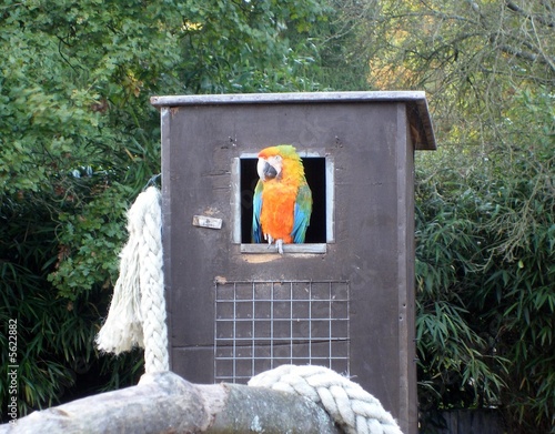 Fotótapéta Birdworld - Bird in a Box