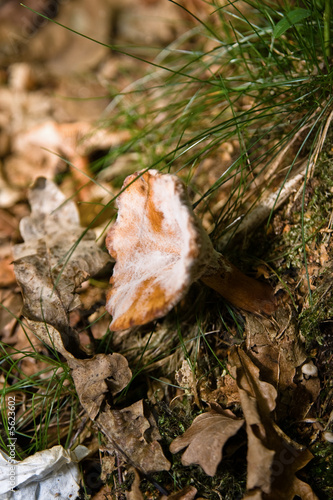 Mushroom growing on tree