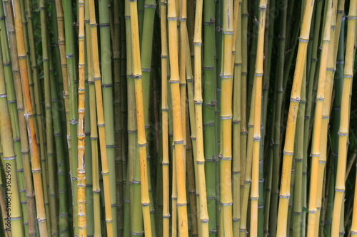 Bamboo Trees In A Japanese Garden