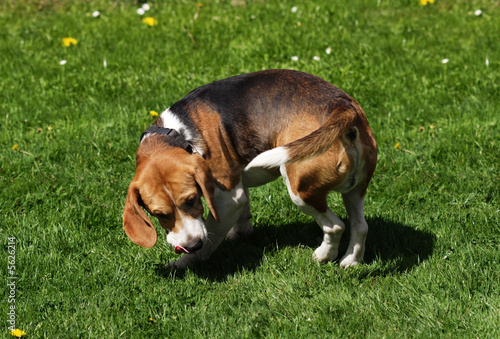 Puppy dog on green grass