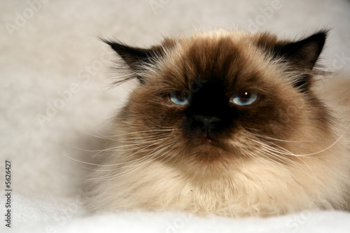 cranky looking himalayan cat looking 