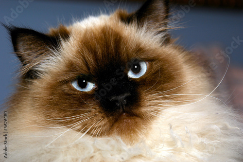 stern looking himalayan cat