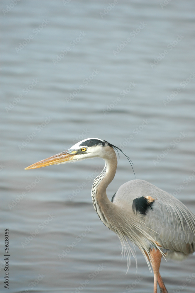A colorful great blue heron hunting the shallow water A colorful great blue heron hunting the shallow water