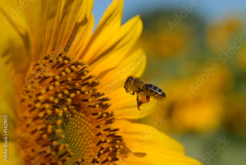 abeille et fleur de tournesol