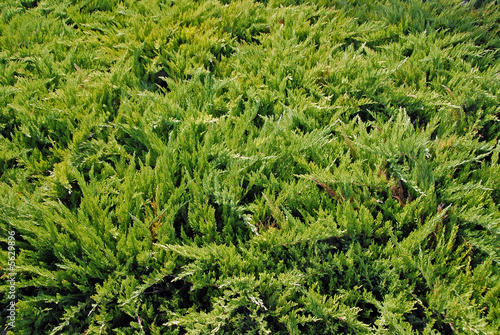 Thuja tree detail. Summer time daylight.