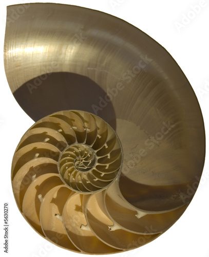 Close up of nautilus shell