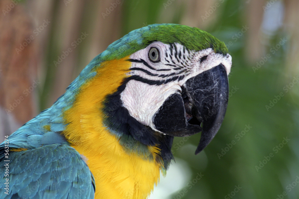 Portrait eines farbenfrohen Gelbbrustaras