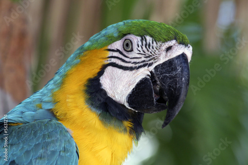 Wallpaper Mural Portrait eines farbenfrohen Gelbbrustaras Torontodigital.ca