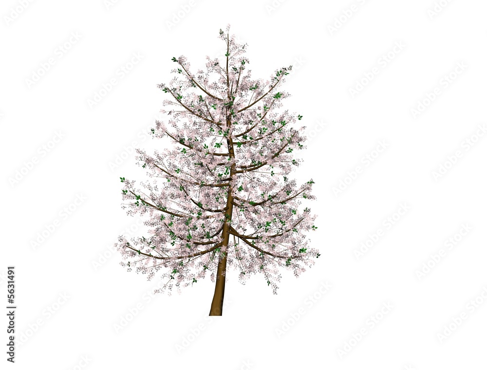 Obraz premium arbre japonais