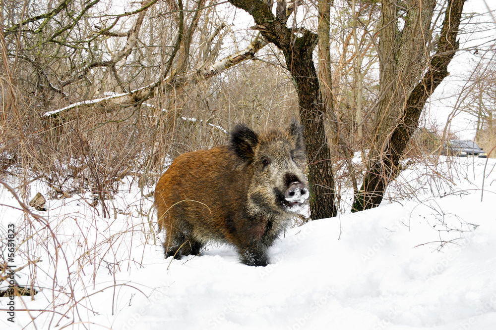 Wild boar in the forest