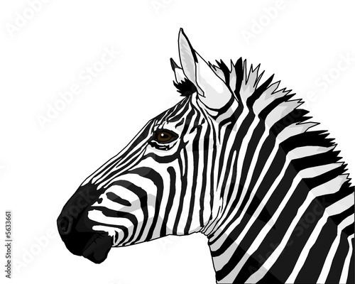 zebra photo