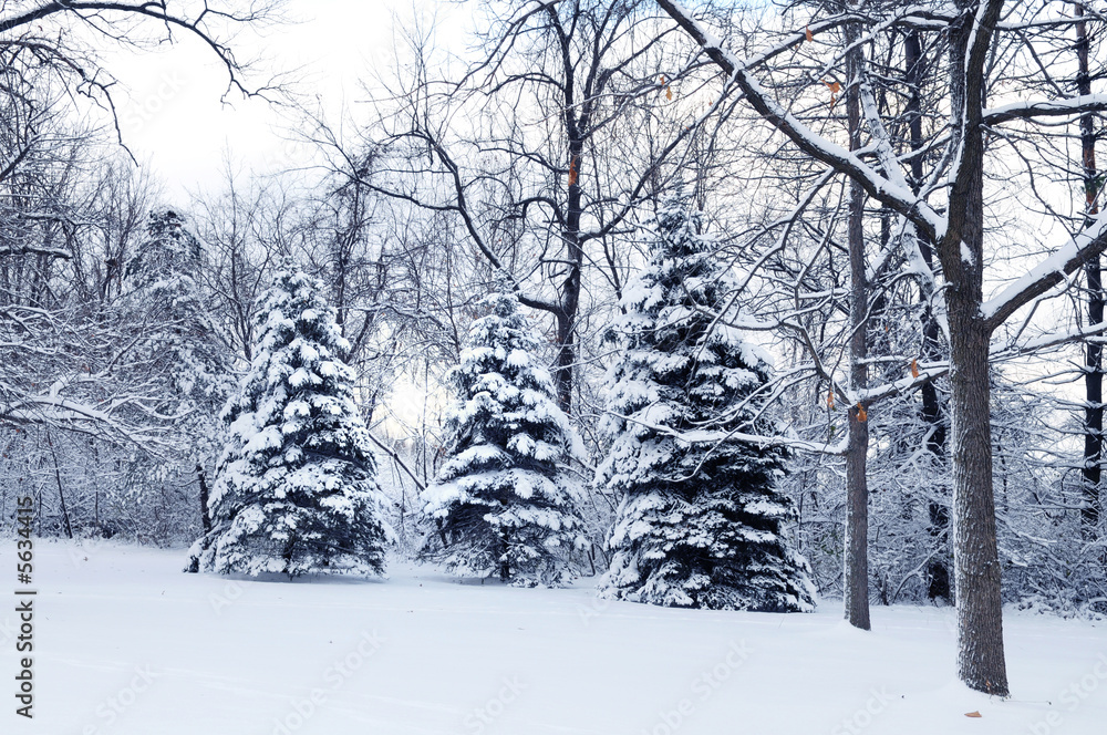 Landscape with snow and light shinning through the trees. Landscape with snow and light shinning through the trees.