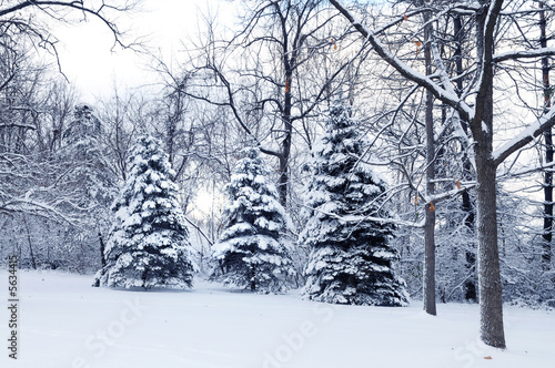 Landscape with snow and light shinning through the trees. © R. Gino Santa Maria