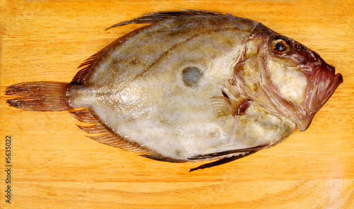 John Dory fish photo