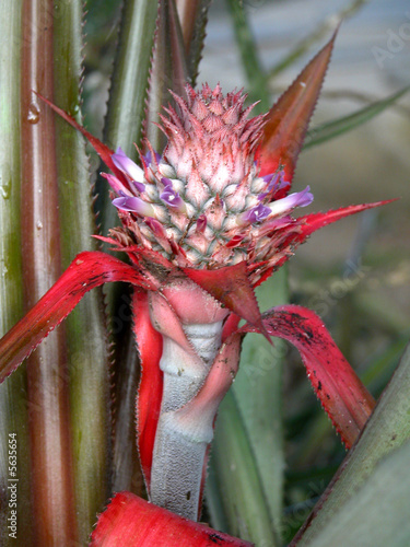 Ananas décoratif photo