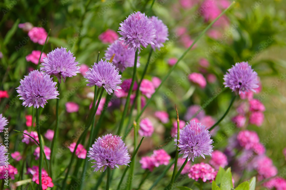 Purple Chive Flowers 