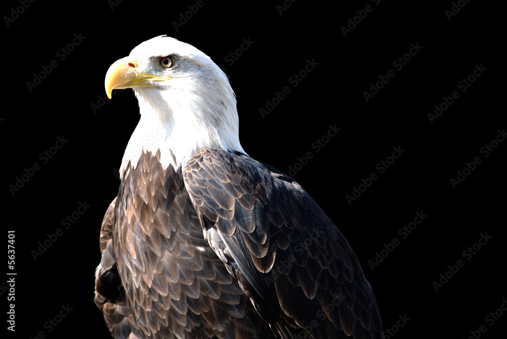 Obraz premium American Bald Eagle