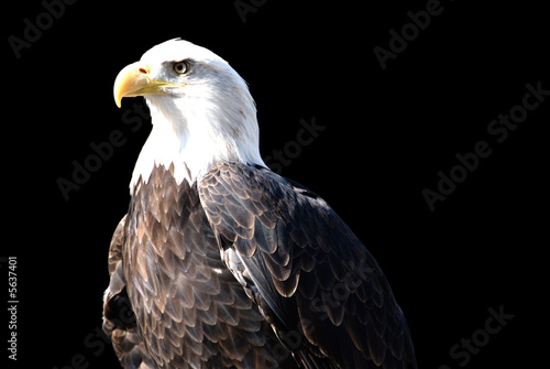 American Bald Eagle