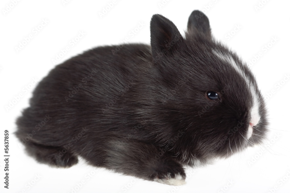 Obraz premium black bunny