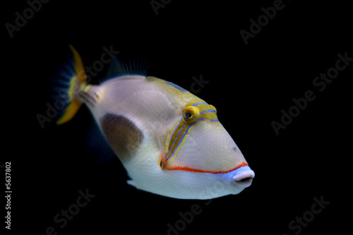 Blackbelly triggerfish (lat. Rhinecanthus  verrucosus) 
