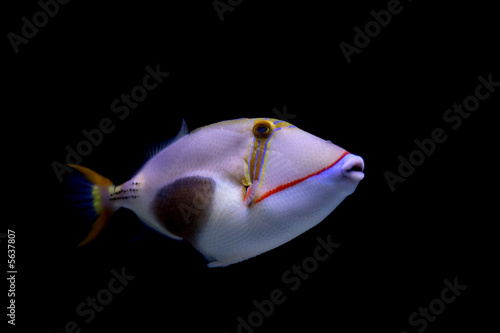 Blackbelly triggerfish (lat. Rhinecanthus  verrucosus)  photo