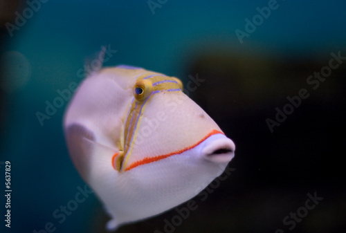 Blackbelly triggerfish (lat. Rhinecanthus  verrucosus) 