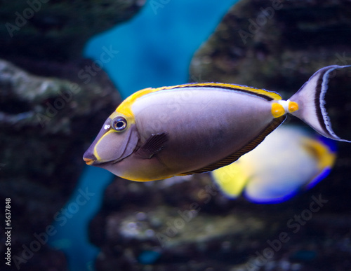 Orangespine unicornfish (lat. Naso  lituratus) in aquarium photo