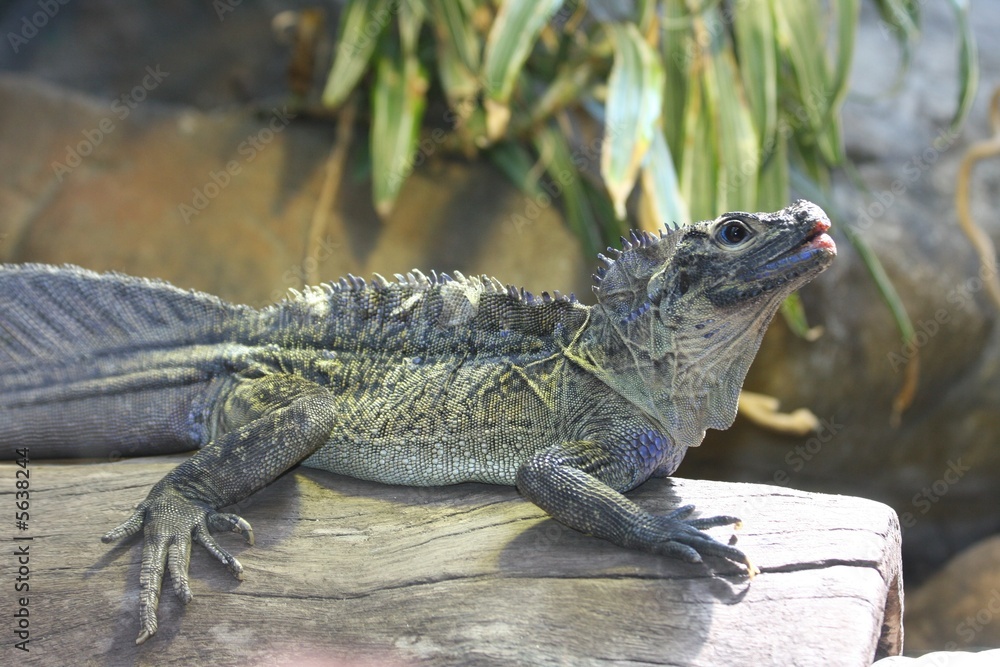 Naklejka premium dragon