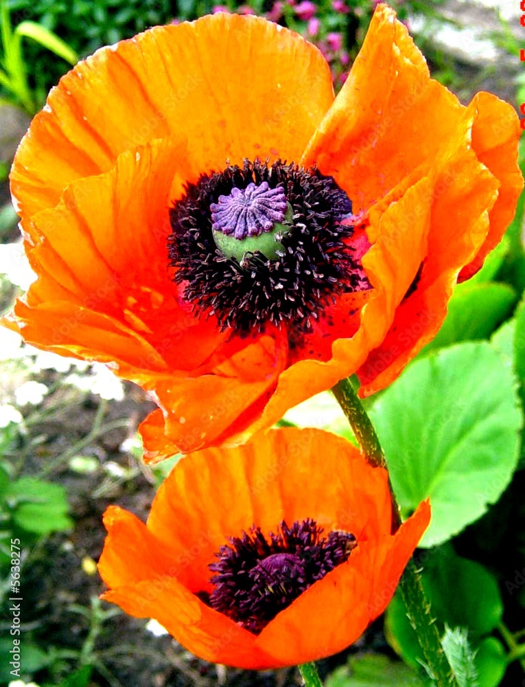 Fototapeta premium Roter Mohn