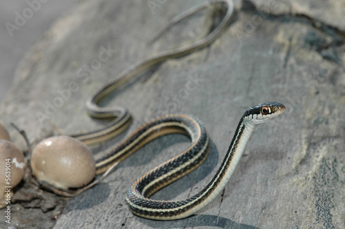 A small colorful ribbon snake crawling across some bark. photo