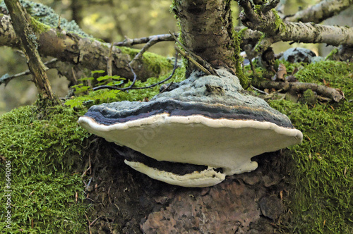 Foto polypore