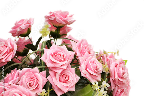 Pink roses isolated on the white background