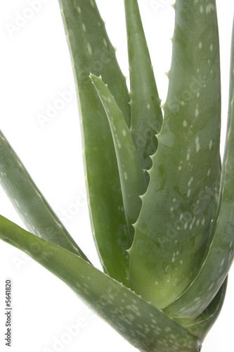 Aloe vera cactus isolated on white.