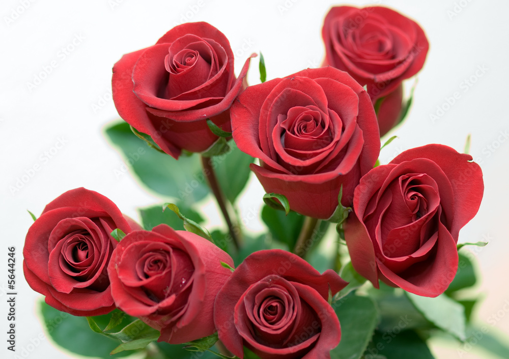 bouquet of the red roses on white background bouquet of the red roses on white background